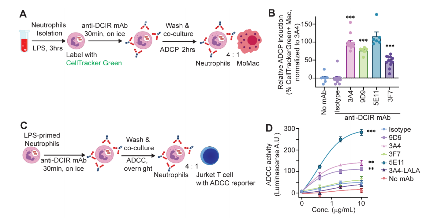 Agonistic anti-DCIR antibody inhibits ITAM-mediated inflammatory signaling and promotes immune resolution